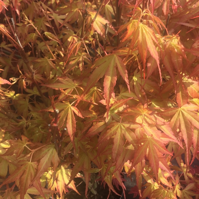 Acer palmatum 'Katsura'   Japanese maple