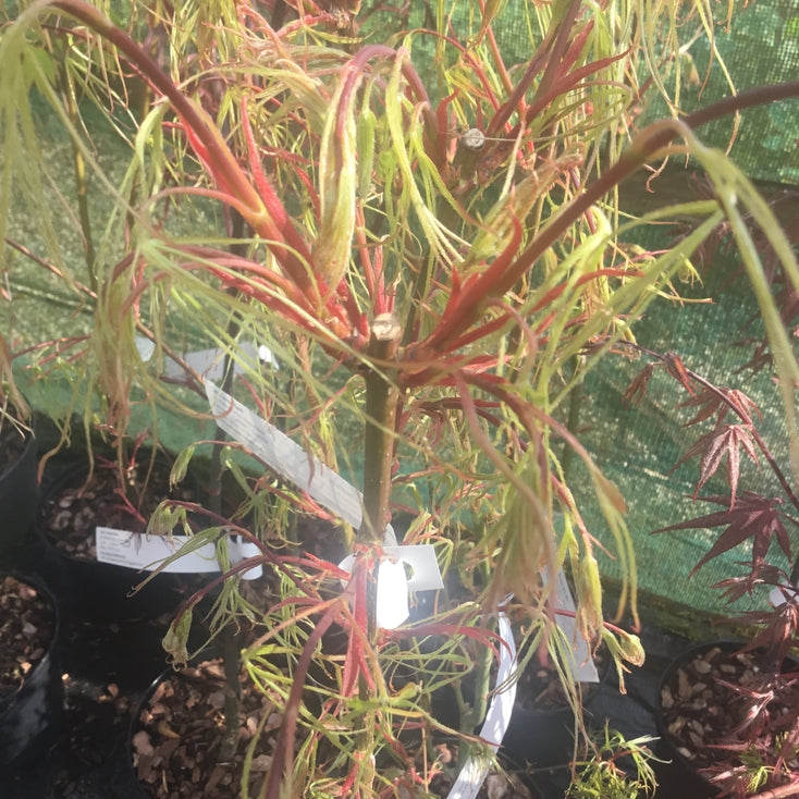 Acer palmatum 'Koto-no-ito' Japanese maple