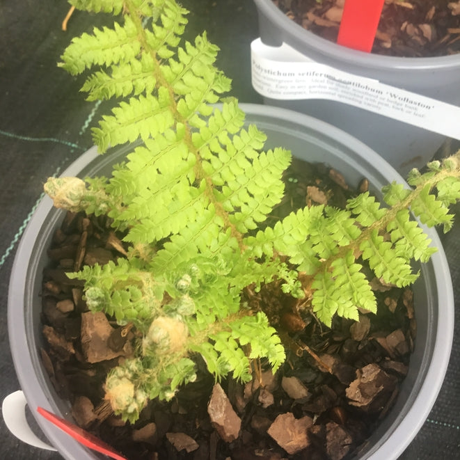 Polystichum setiferum'Wollastonii' (Hardy fern) Provides shelter for birds & small mammalss