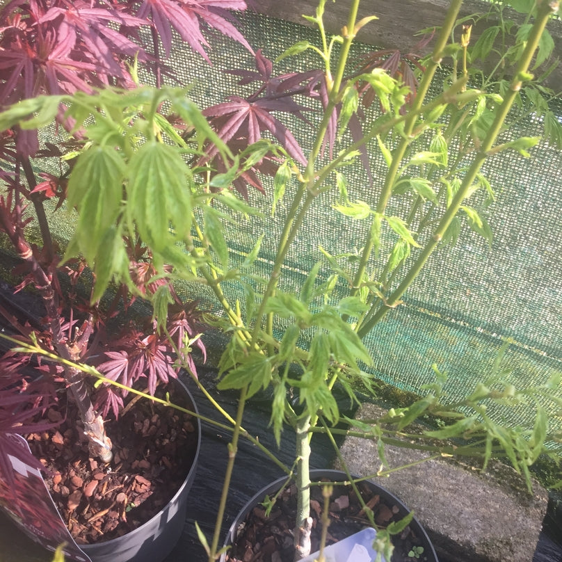 Acer palmatum 'Aoyagi'   Japanese maple