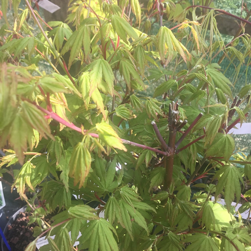 Acer palmatum 'Silhouette' Japanese maple