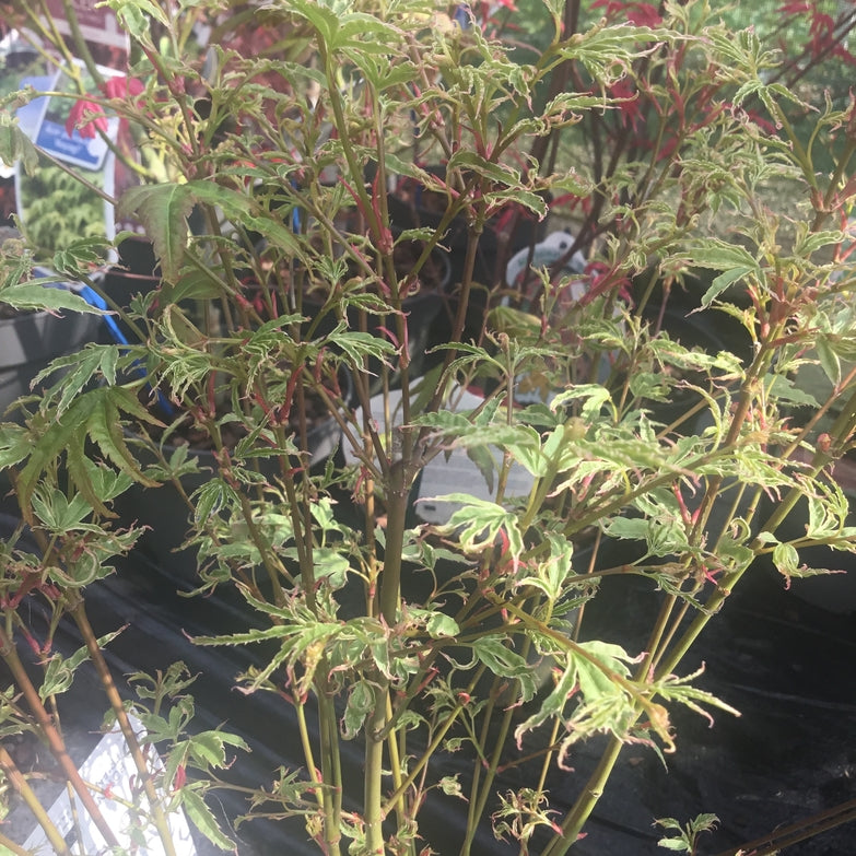 Acer palmatum ''Butterfly' Japanese maple