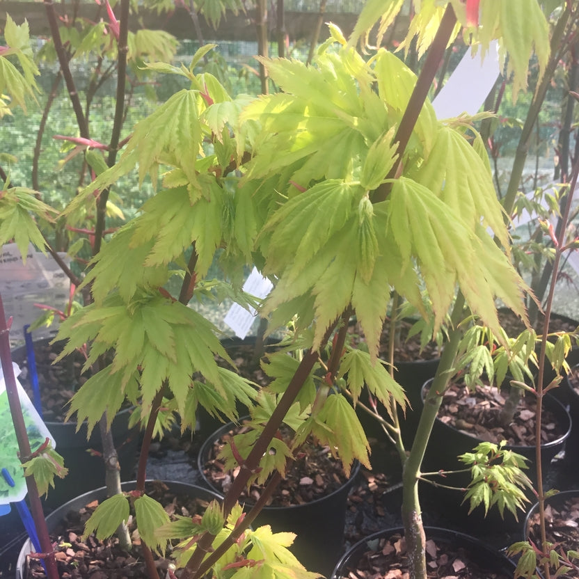 Acer shirosawanum 'Jordan'   Japanese maple