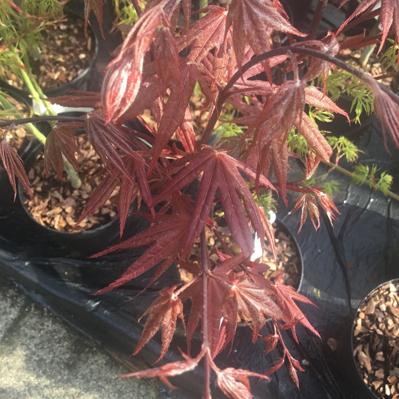 Acer palmatum 'Rhode Island Red' Japanese maple