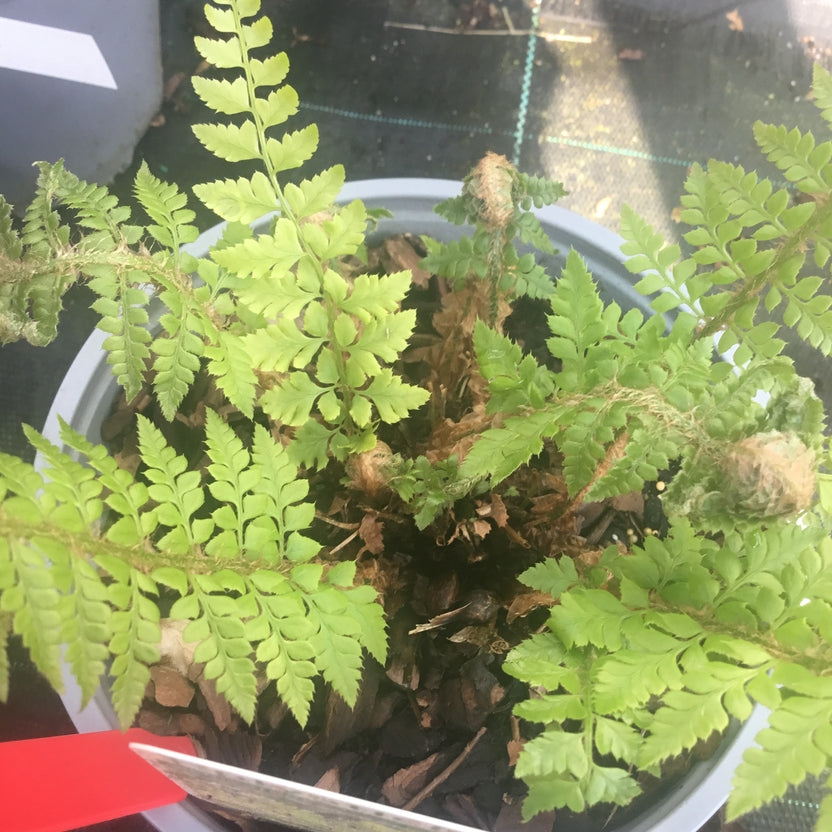 Polystichum aculeatum  (Hardy fern)  Good habitat for birds & small mammals