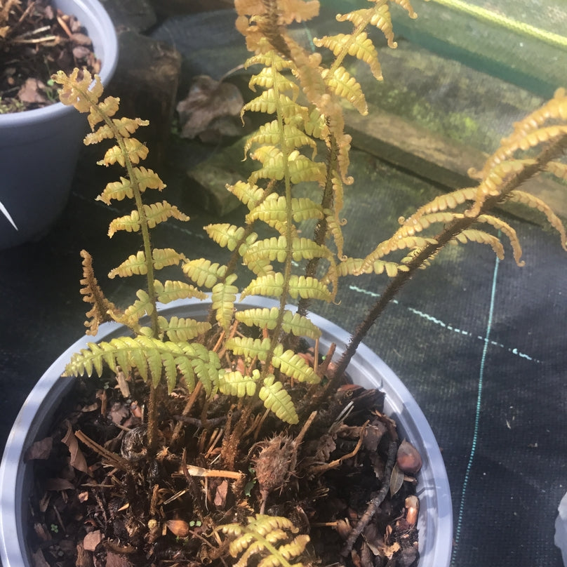 Dryopteris wallichiana 'Jurassic Gold' (Hardy fern) Shelter for birds & small mammals