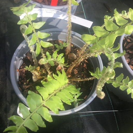 Polystichum acrostichoides  (Hardy fern)  Good habitat for birds & small mammals