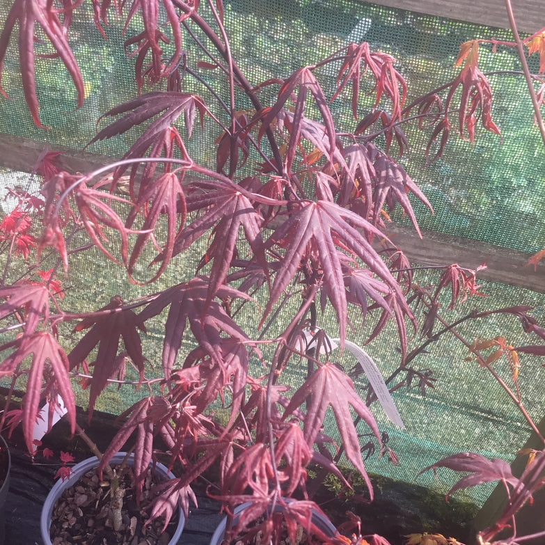 Acer palmatum 'Bloodgood' AGM   Japanese maple