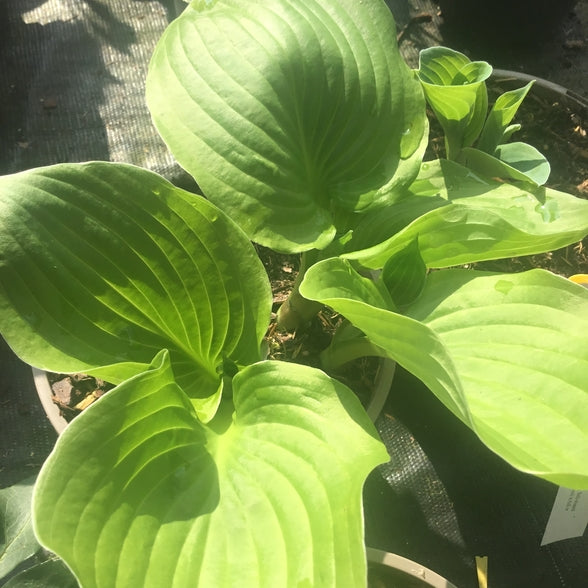Hosta 'Banana Kid'