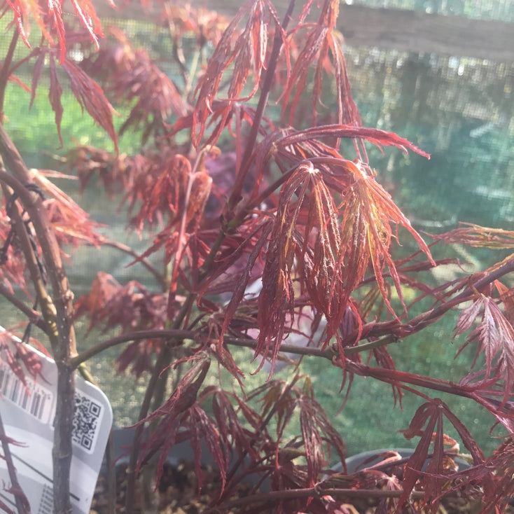 Acer palmatum var. dissectum 'Garnet'  Japanese maple