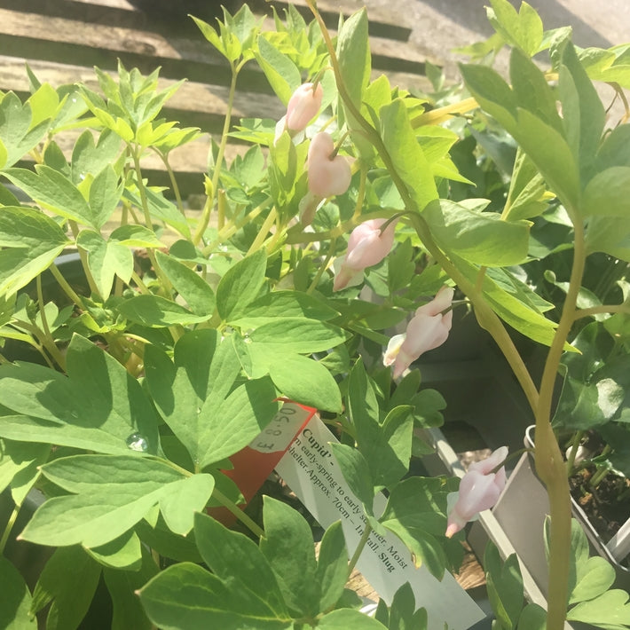 Lamprocapnos 'Cupid' (Dicentra) Slug & snail resistant