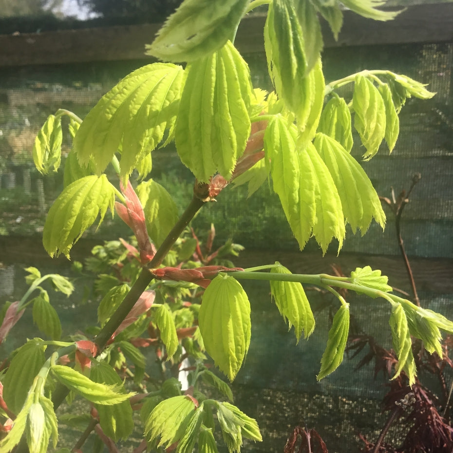 Acer cappadocicum 'Aureum' AGM Japanese maple