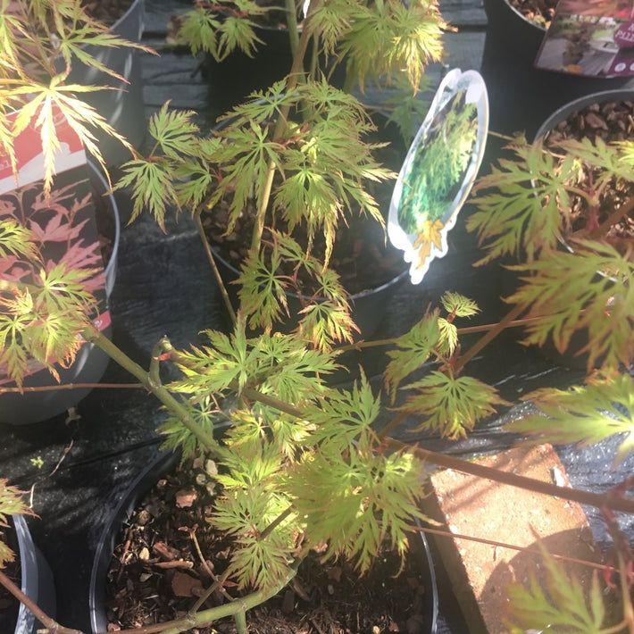Acer palmatum dissectum 'Seiryu' AGM Japanese maple