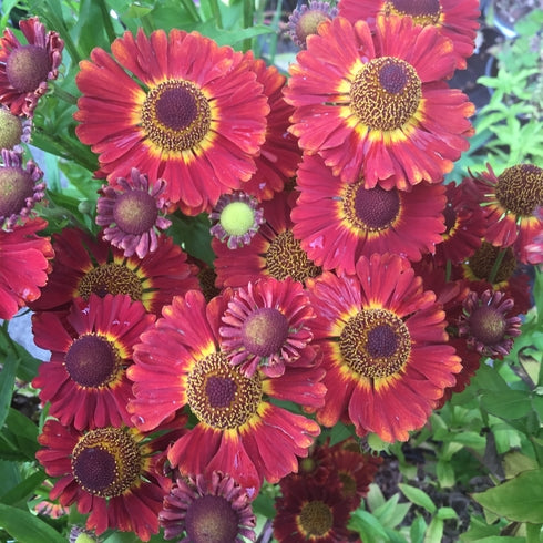 Helenium Salsa