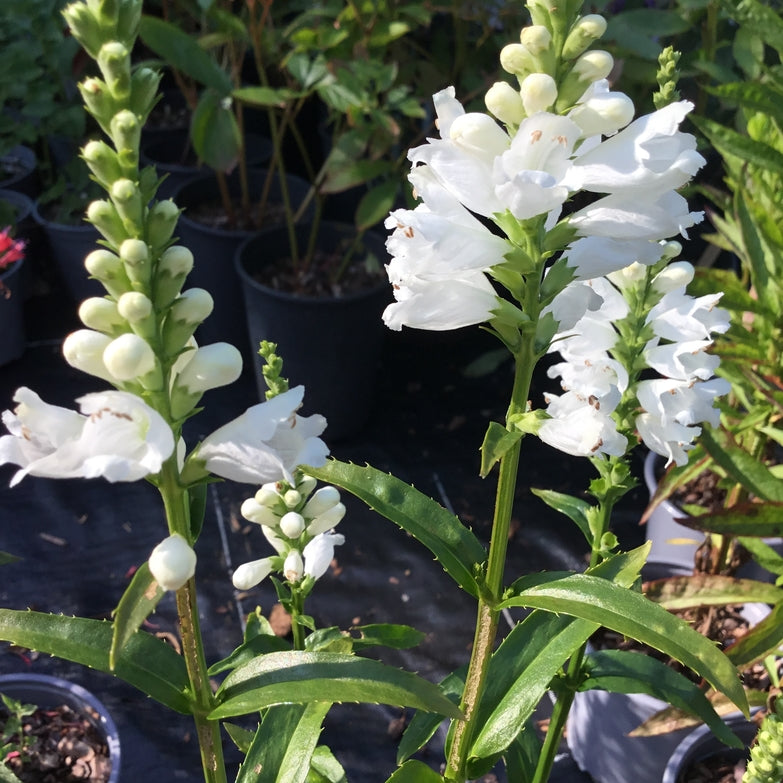 Physostegia 'Miss Manners'