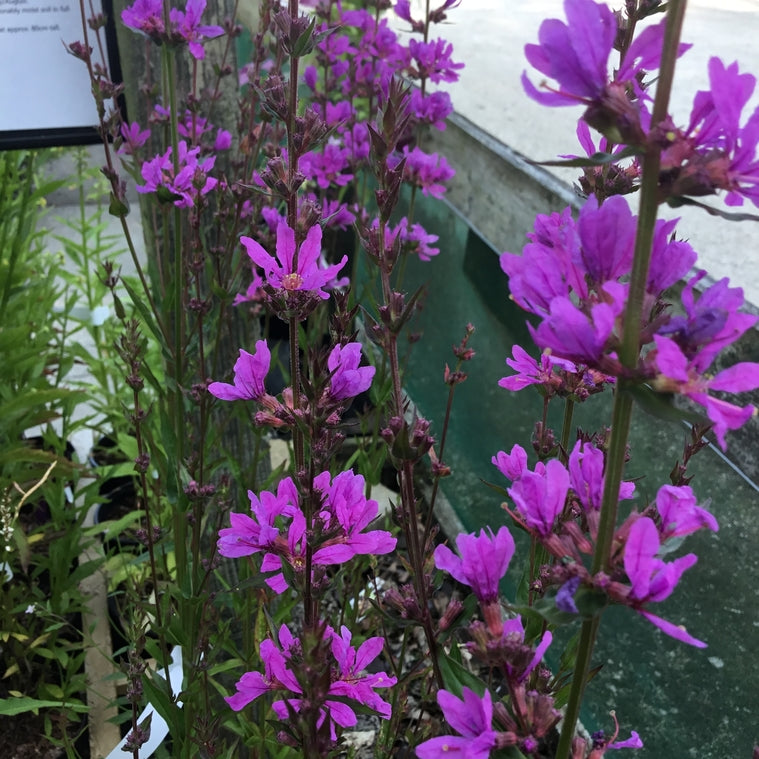 Lythrum virgatum ‘Dropmore Purple’