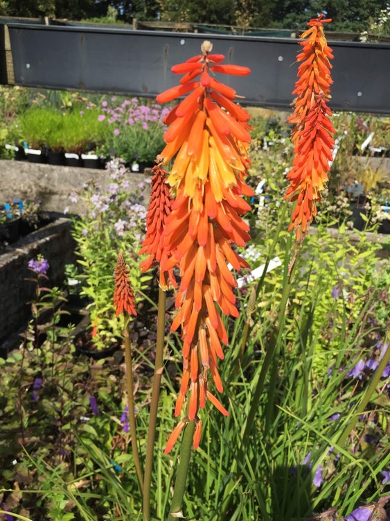 Kniphofia 'Elvira'