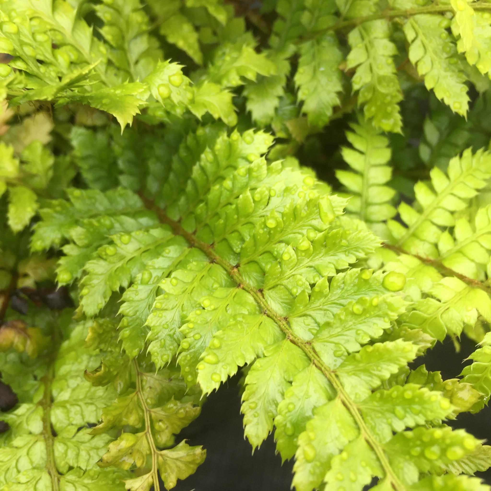 Athyrium 'Branford Beauty' (Hardy fern)
