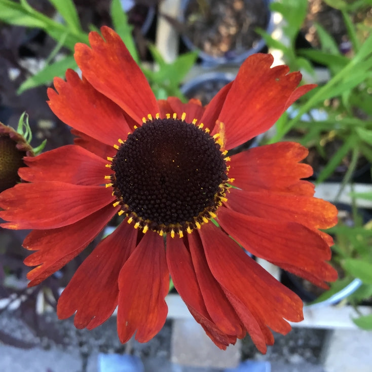 Helenium 'Moerheim Beauty' AGM