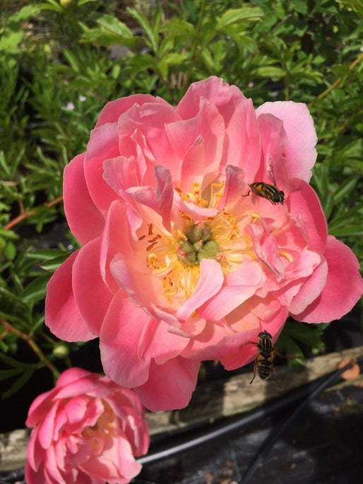 Paeonia 'Coral Charm'