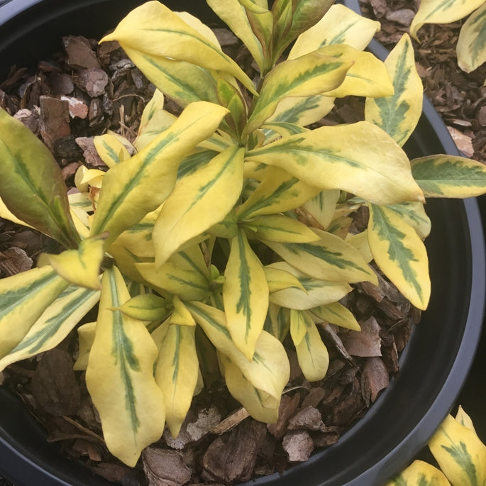 Phlox paniculata ‘Warsaw Sunrise’