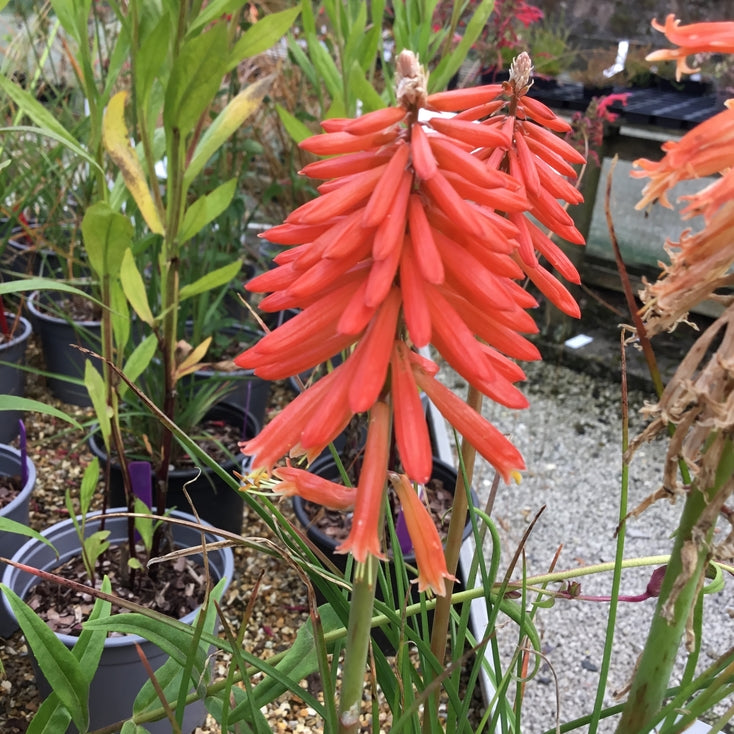 Kniphofia 'Poco Sunset'