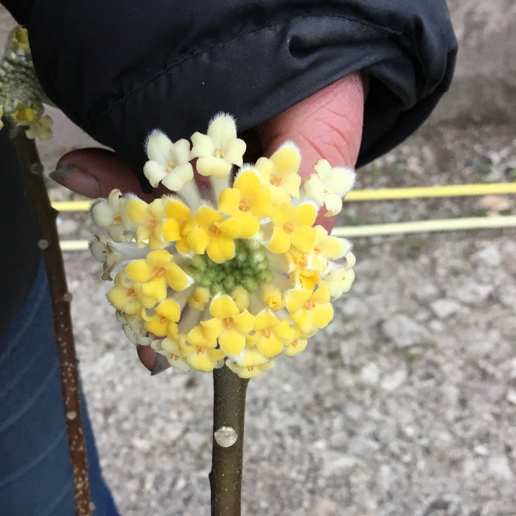 Edgeworthia chrysantha
