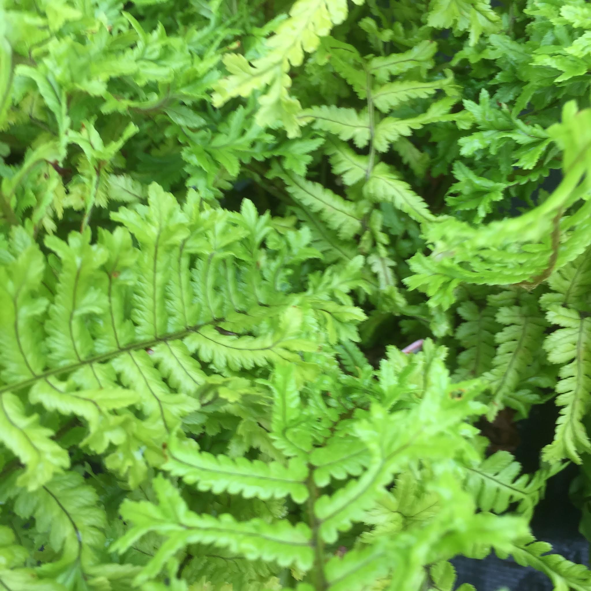 Dryopteris cristata 'The King'  (Hardy fern)  Provides shelter for birds & small mammals