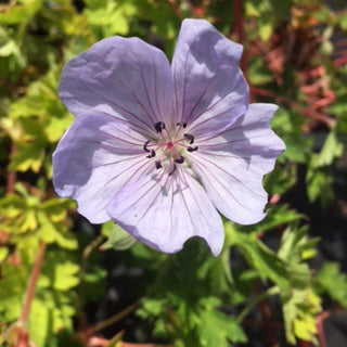 Geranium Lilac Ice