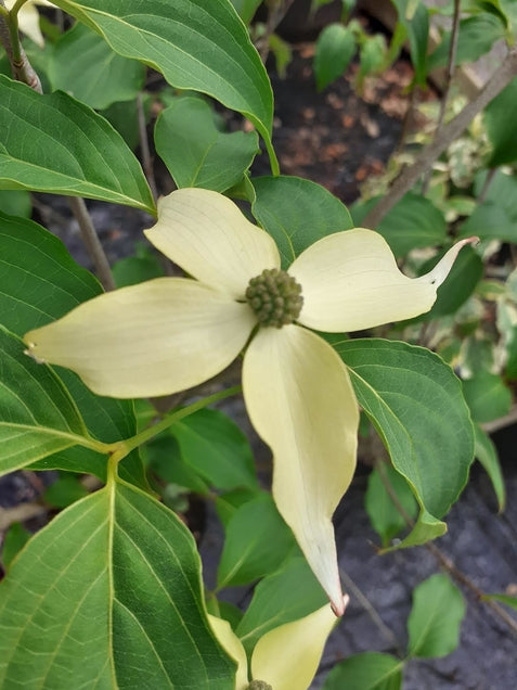 Cornus kousa 'Weisse  Fountaine’