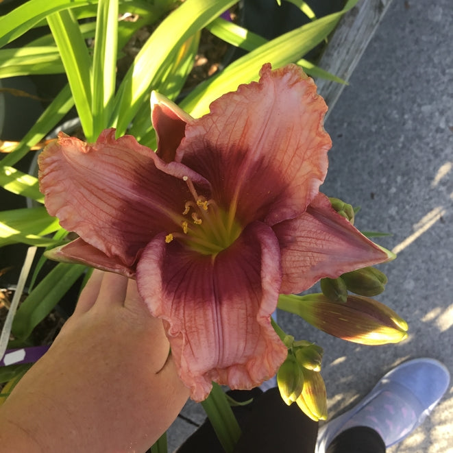 Hemerocallis 'Dragon's Eye'