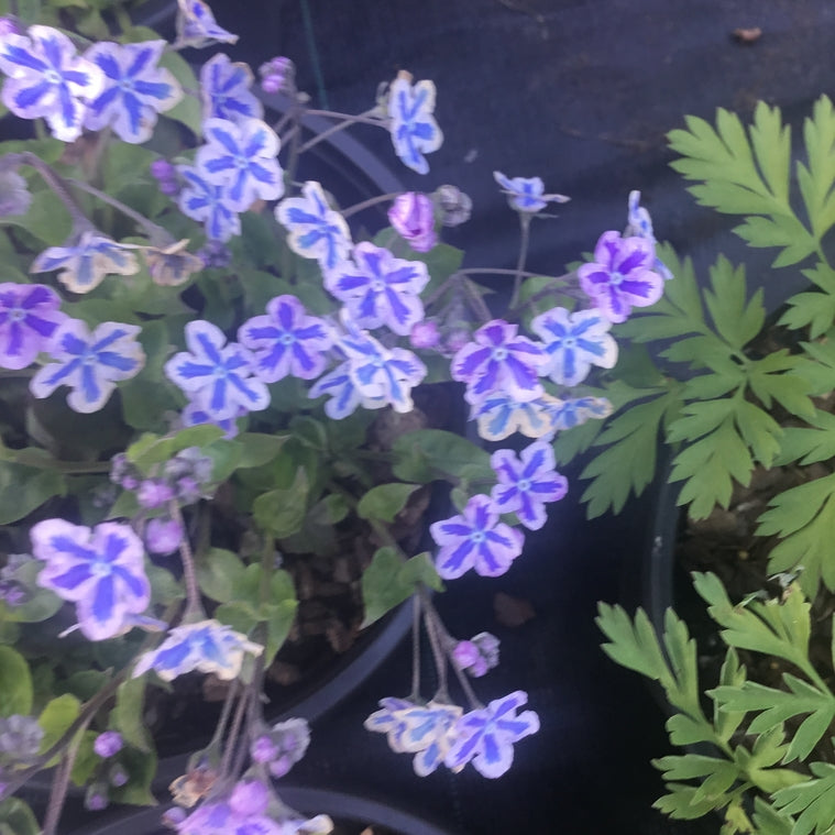 Omphalodes 'Starry Eyes'