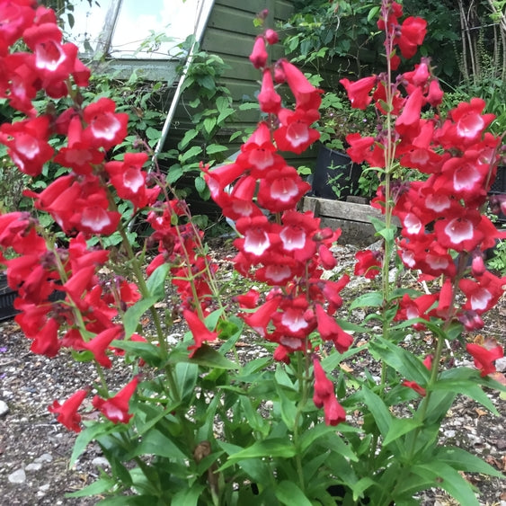 Penstemon Rubicunda