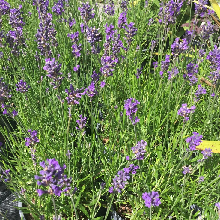 Lavandula 'Munstead'