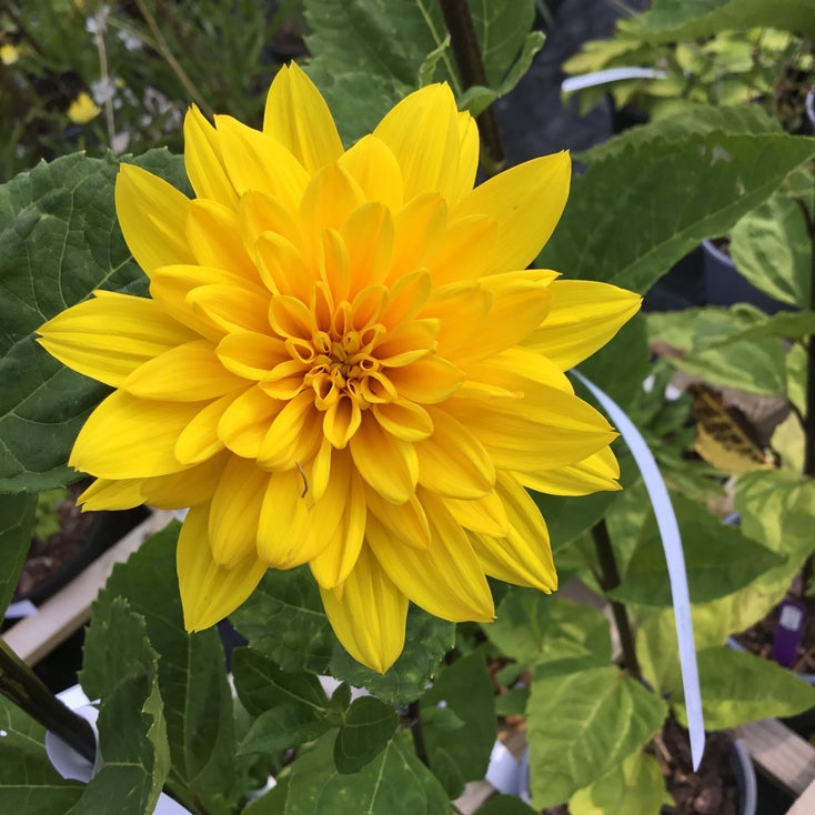 Helianthus 'Happy Days'
