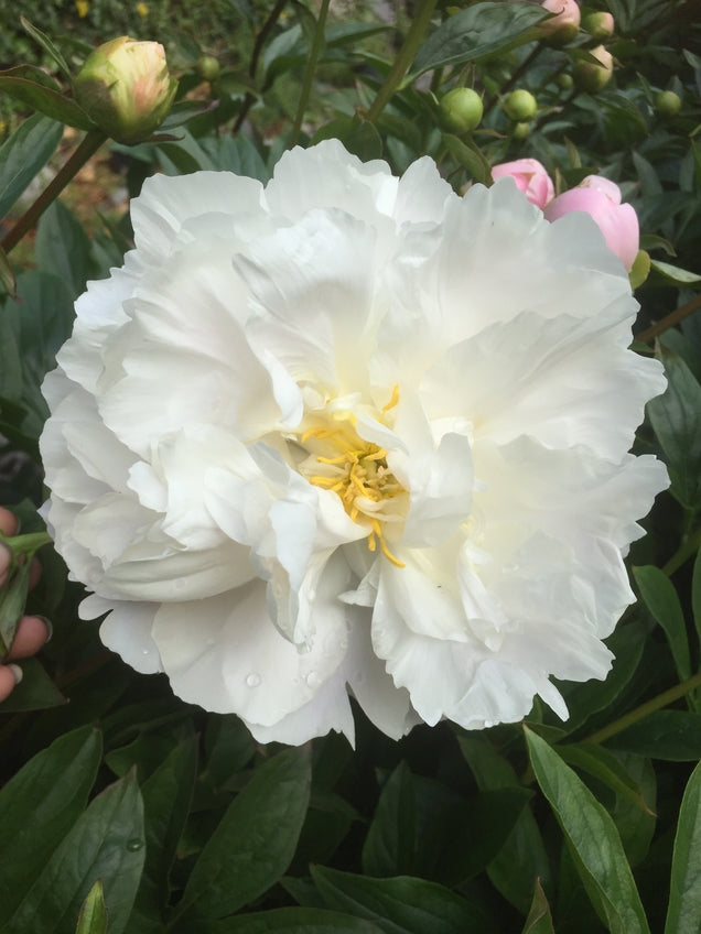 Paeonia lactiflora ‘Bowl of Cream’