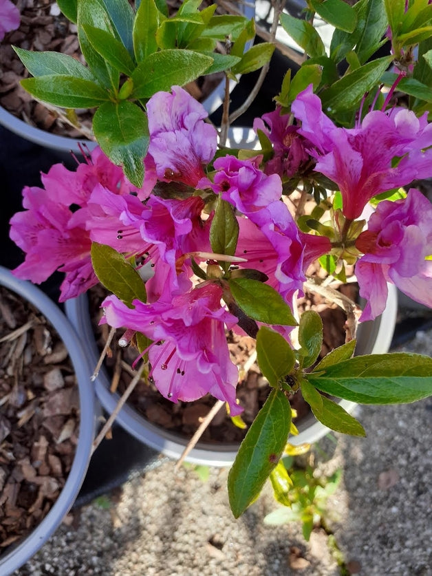 Azalea japonica 'Purple Splendour'