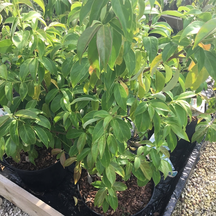 Cornus Angustata 'Empress Of China