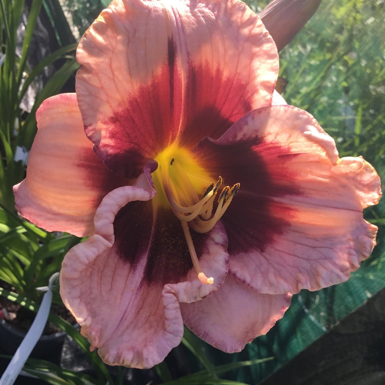 Hemerocallis 'Gillian'