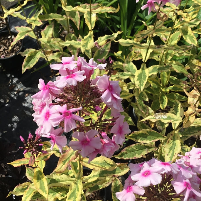 Phlox paniculata ‘Warsaw Sunrise’
