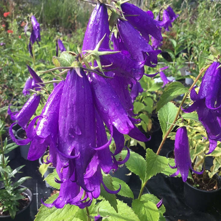 Campanula 'Royal Wedding'