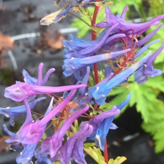 Corydalis 'Blue Line' Recent introduction