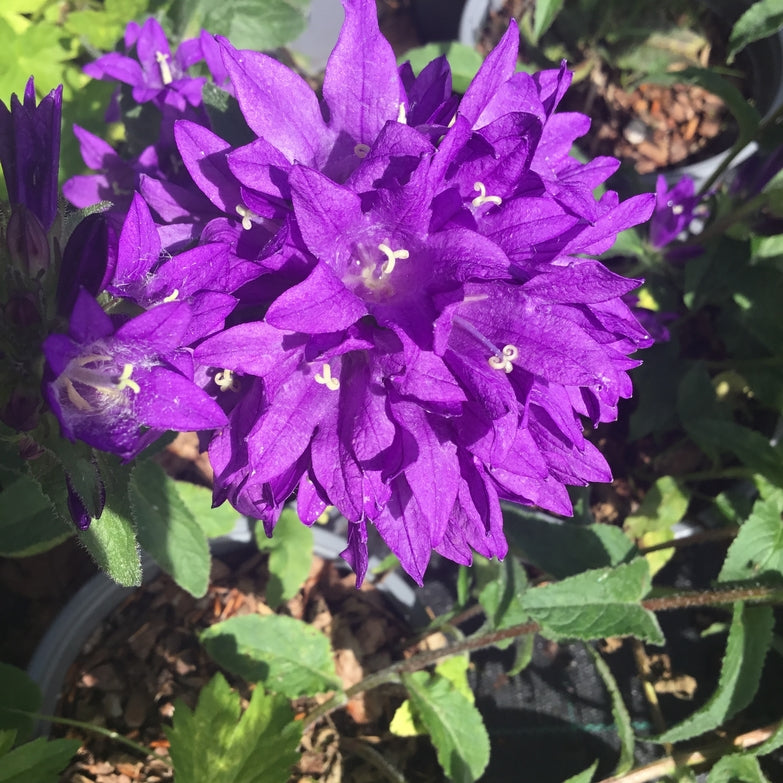 Campanula glomerata 'Joan Eliot'