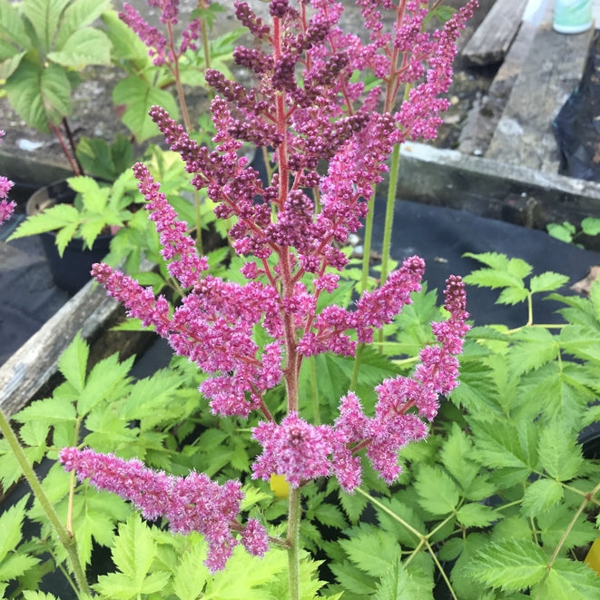 Astilbe chinensis 'Visions in Pink'