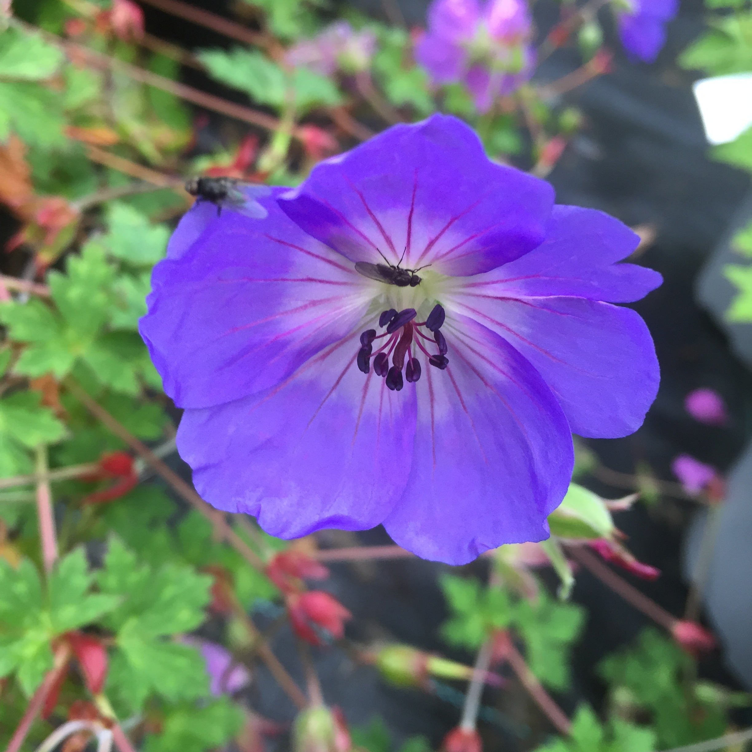 Geranium 'Rozanne' (Rosanne or Roxanne) PBR Pollinator plant
