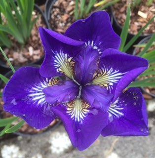 Iris sibirica'I See Stars'