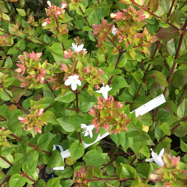 Abelia zanderi 'Little Richard'