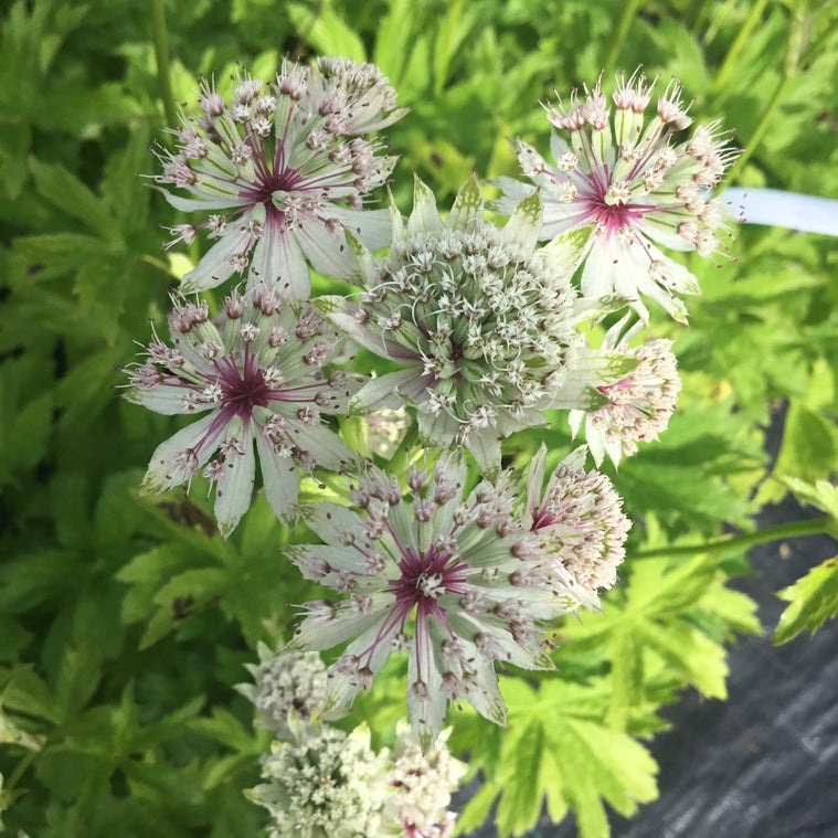 Astrantia 'Bullseye'