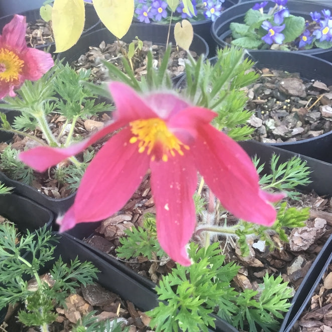 Pulsatilla vulgaris ‘Rosen Glocke’