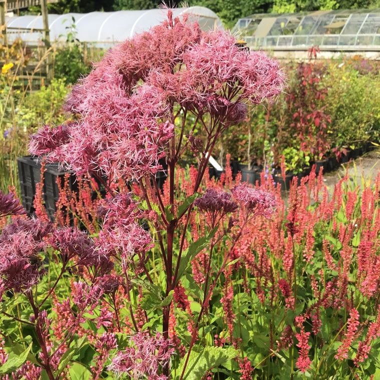 Eupatorium maculatum (Atropurpureum Group) 'Riesenschirm' AGM